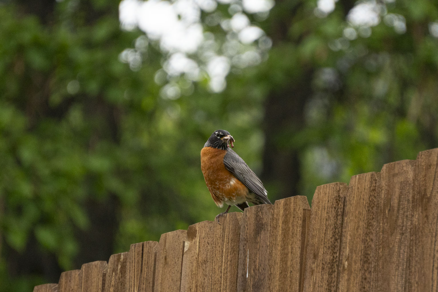 A robin sits on a cedar fence with a worm, trees behind